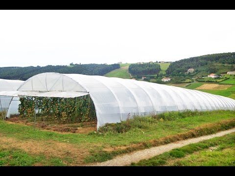 Guía para Comprar Productos de Cultivo Hidropónico en Onda