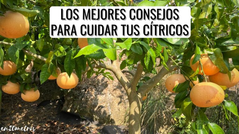 Gu&iacute;a para Encontrar Alimentos Org&aacute;nicos en Burriana