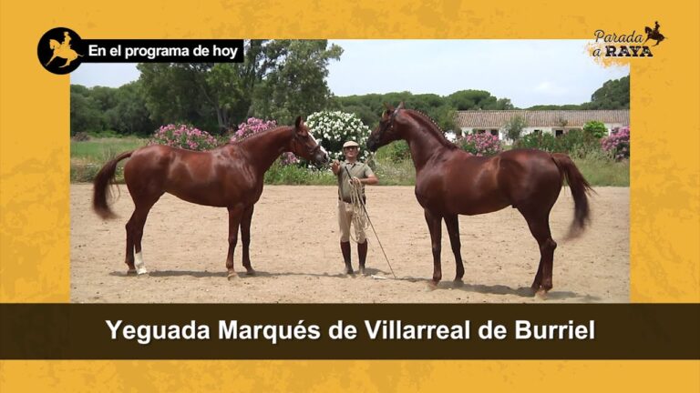Centros de Equitaci&oacute;n cerca de Villarreal: Opciones y Recomendaciones