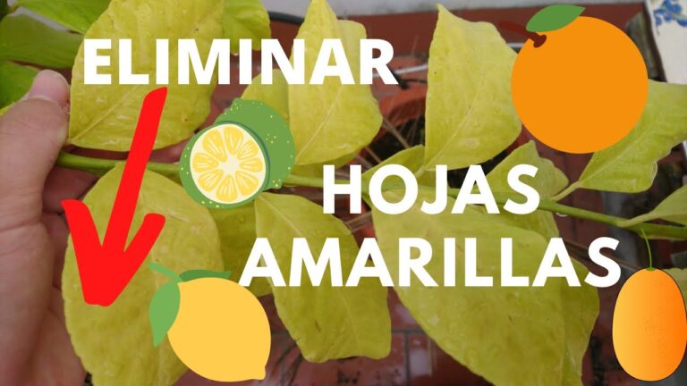 Zonas con Mayor Densidad de Árboles en Nules