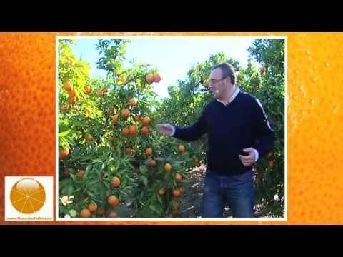 Guía para Comprar Fruta Fresca en Nules