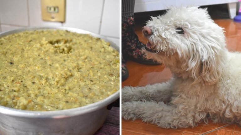 Guía para encontrar productos veganos para mascotas en Onda